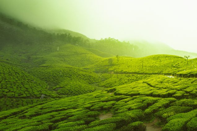 ooty magic